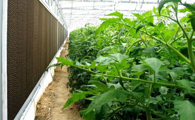 Pad Cooling Systems for Greenhouses